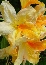 Azalia (Rhododendron viscosum) Golden Flare
